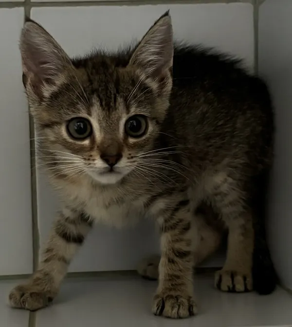 Znaleziono kota, Lublin, 16 lipca 2024