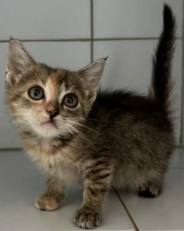 Znaleziono kota, Lublin, 16 lipca 2024