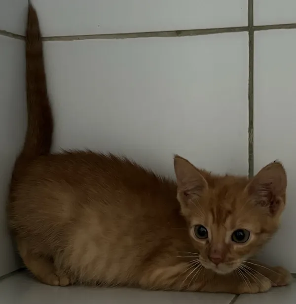 Znaleziono kota, Lublin, 16 lipca 2024