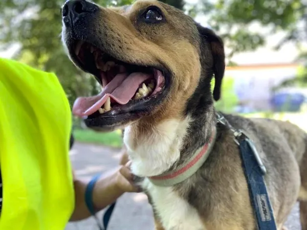 Pies do adopcji, Pawłowo, 16 lipca 2024 (1/3)