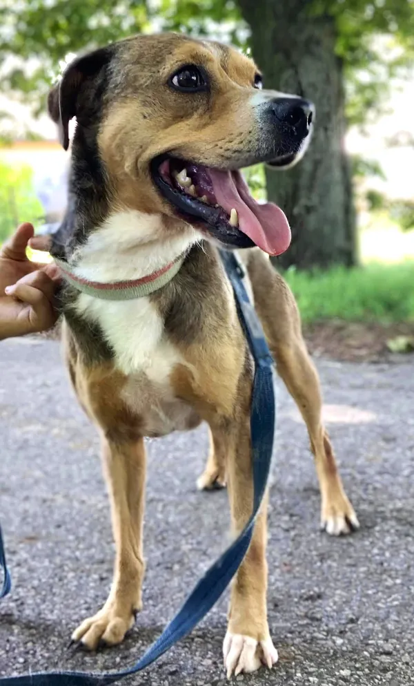 Pies do adopcji, Pawłowo, 16 lipca 2024 (2/3)