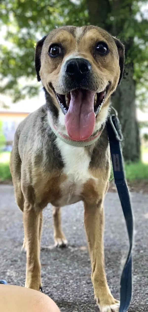 Pies do adopcji, Pawłowo, 16 lipca 2024 (3/3)