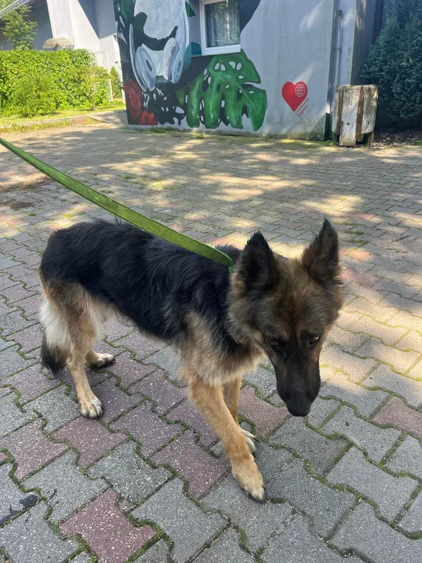 Pies do adopcji, Włocławek, 15 lipca 2024 (4/4)