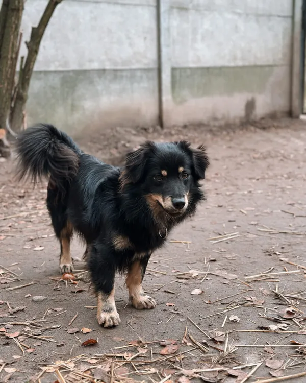 Pies do adopcji, Korabiewice, 16 lipca 2024 (4/5)