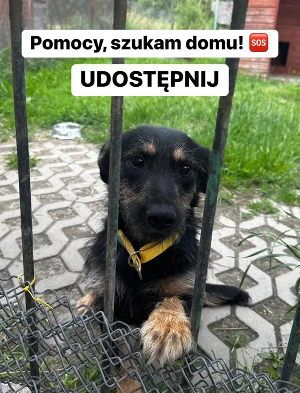 Pies do adopcji, Korabiewice, 16 lipca 2024 (1/5)