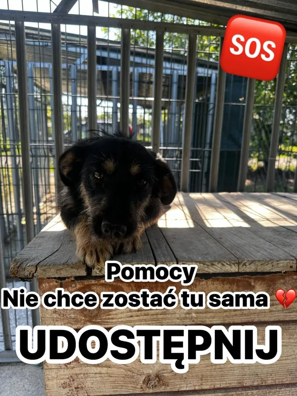 Pies do adopcji, Korabiewice, 16 lipca 2024 (2/5)