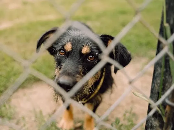 Pies do adopcji, Korabiewice, 16 lipca 2024 (3/5)