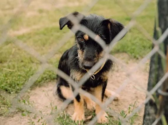 Pies do adopcji, Korabiewice, 16 lipca 2024 (4/5)