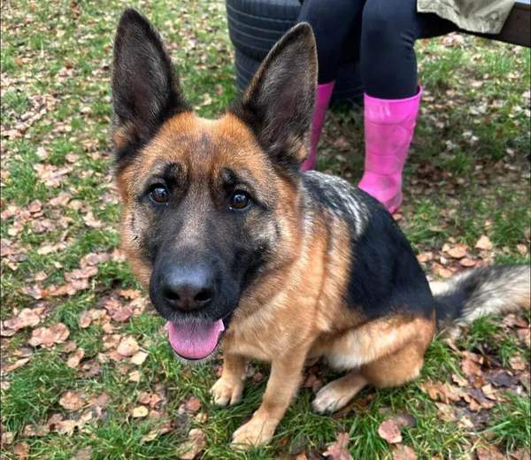 Pies do adopcji, Korabiewice, 16 lipca 2024 (2/5)