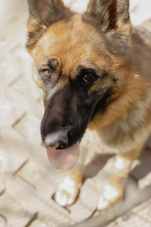 Pies do adopcji, Korabiewice, 16 lipca 2024 (3/5)