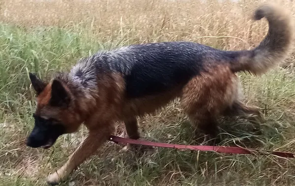 Pies do adopcji, Korabiewice, 16 lipca 2024 (4/5)