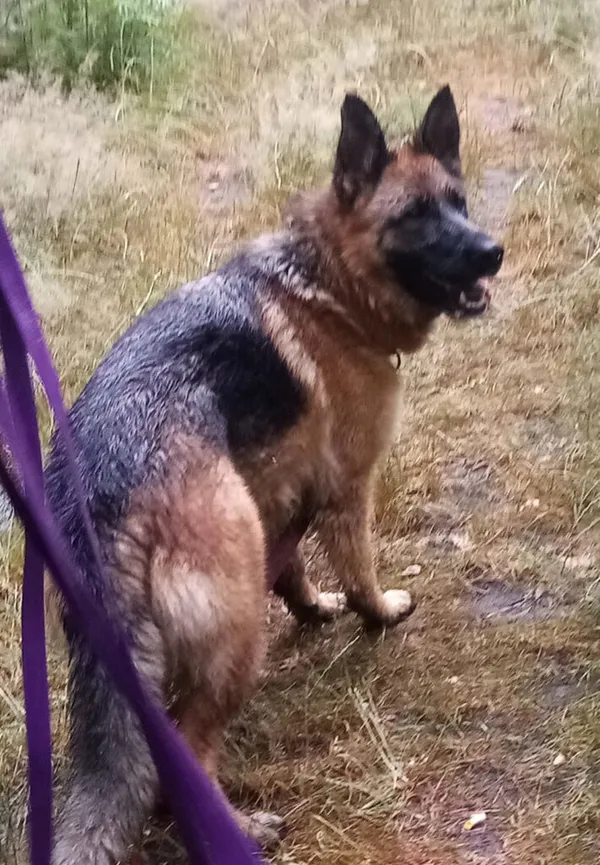 Pies do adopcji, Korabiewice, 16 lipca 2024 (5/5)