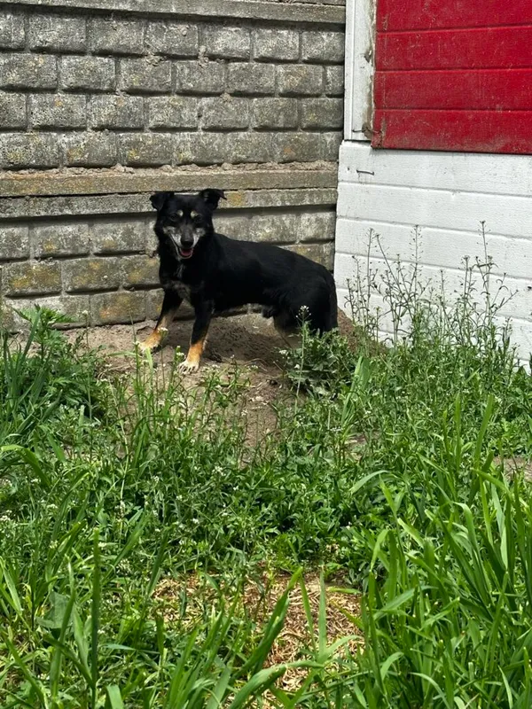 Pies do adopcji, Korabiewice, 16 lipca 2024 (1/3)