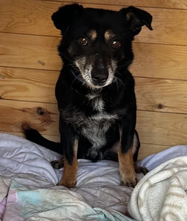 Pies do adopcji, Korabiewice, 16 lipca 2024 (3/3)