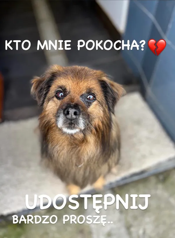 Pies do adopcji, Korabiewice, 16 lipca 2024 (3/5)