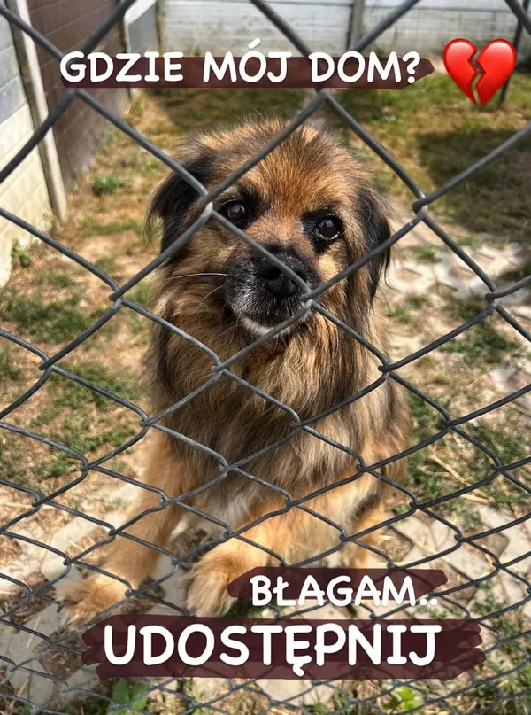 Pies do adopcji, Korabiewice, 16 lipca 2024 (5/5)