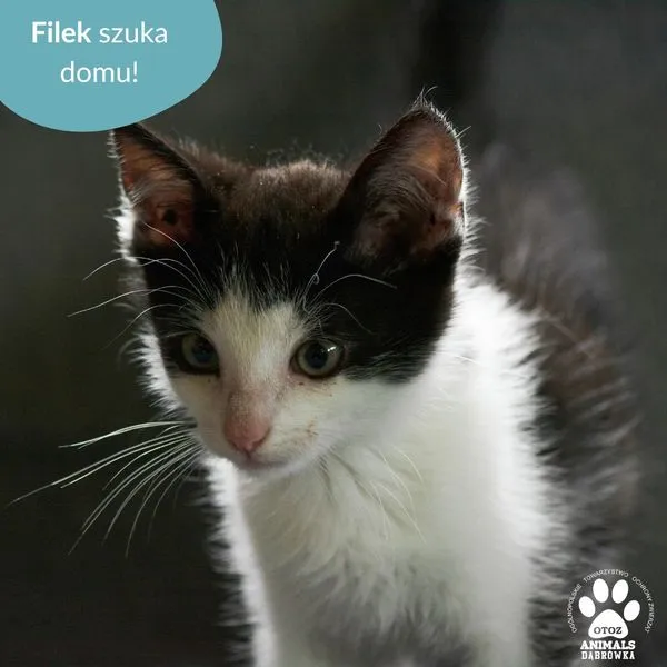 Kot do adopcji, Dąbrówka, 16 lipca 2024 (1/5)