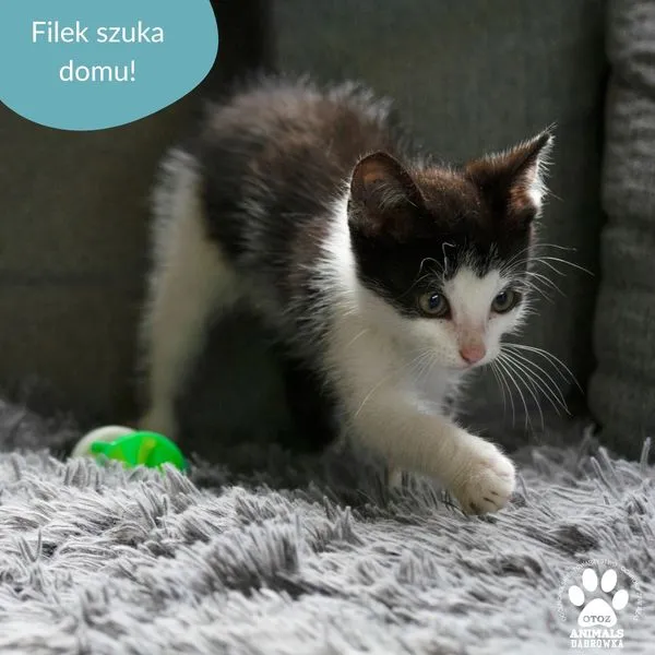 Kot do adopcji, Dąbrówka, 16 lipca 2024 (3/5)