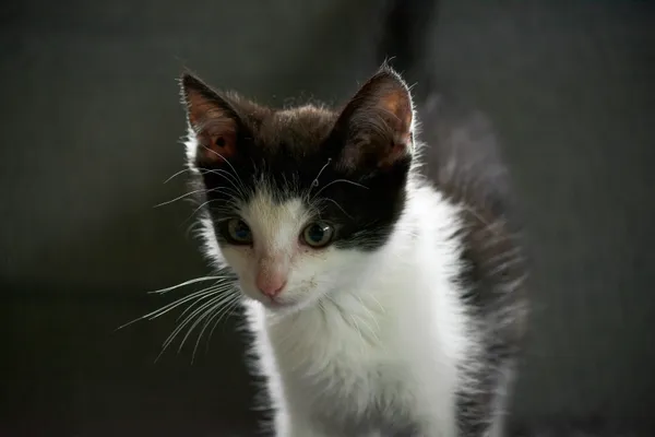 Kot do adopcji, Dąbrówka, 16 lipca 2024 (5/5)