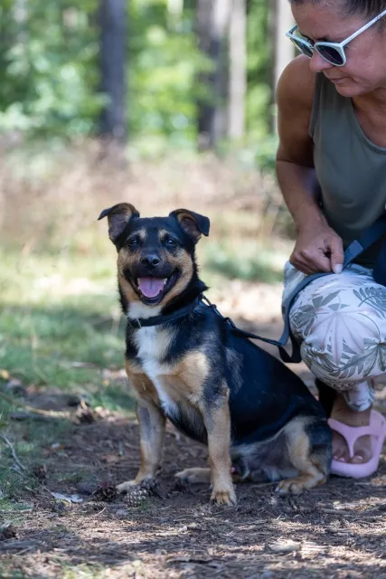 Pies do adopcji, Piła, 28 lutego 2024 (1/4)