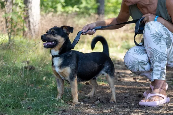 Pies do adopcji, Piła, 28 lutego 2024 (3/4)