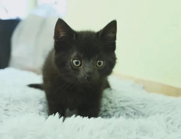 Kot do adopcji, Świdnica, 13 czerwca 2024 (1/2)