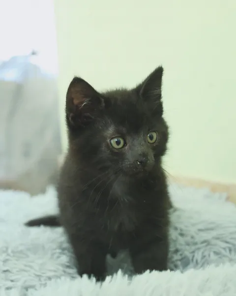 Kot do adopcji, Świdnica, 13 czerwca 2024 (2/2)