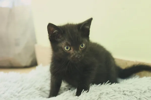 Kot do adopcji, Świdnica, 13 czerwca 2024 (2/2)