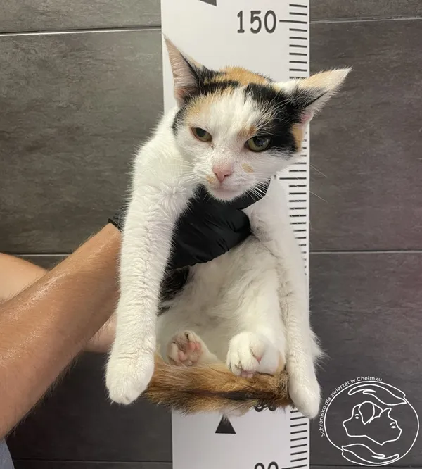 Znaleziono kota, Chełmek, 16 lipca 2024