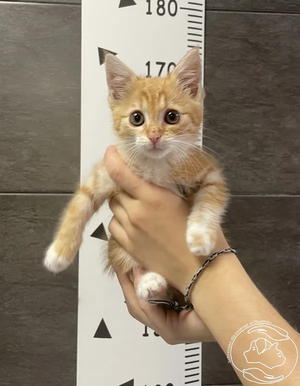 Znaleziono kota, Chełmek, 16 lipca 2024