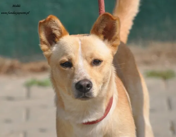 Pies do adopcji, Nowy Dwór Mazowiecki, 17 lipca 2024 (1/5)