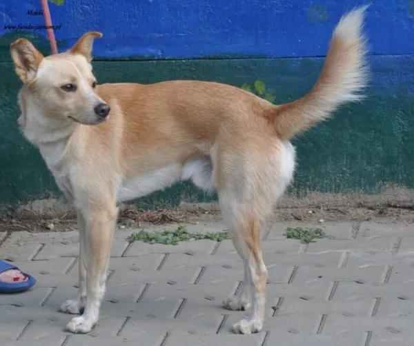 Pies do adopcji, Nowy Dwór Mazowiecki, 17 lipca 2024 (3/5)