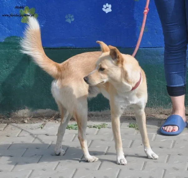 Pies do adopcji, Nowy Dwór Mazowiecki, 17 lipca 2024 (4/5)