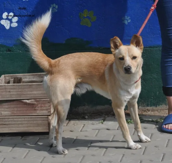 Pies do adopcji, Nowy Dwór Mazowiecki, 17 lipca 2024 (5/5)