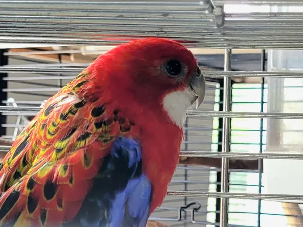 Znaleziono zwierzę, Lublin, 11 lipca 2024