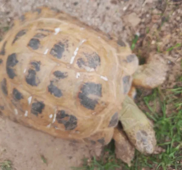 Znaleziono zwierzę, Lublin, 17 lipca 2024