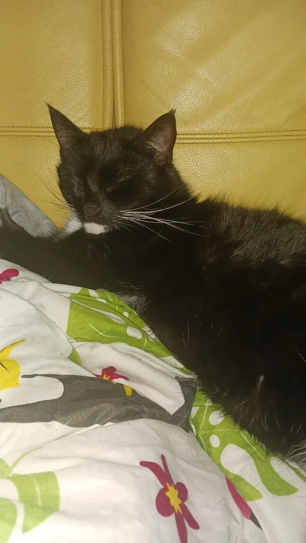 Zaginął kot, Lędziny, Rachowy, 17 lipca 2024 (1/3)