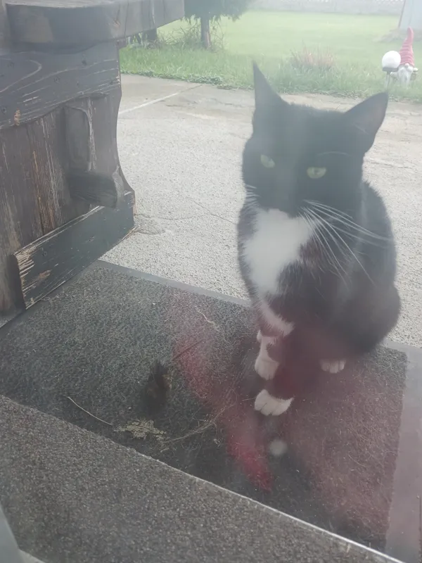 Zaginął kot, Lędziny, Rachowy, 17 lipca 2024 (3/3)