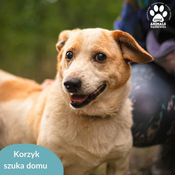 Pies do adopcji, Dąbrówka, 17 lipca 2024 (2/5)