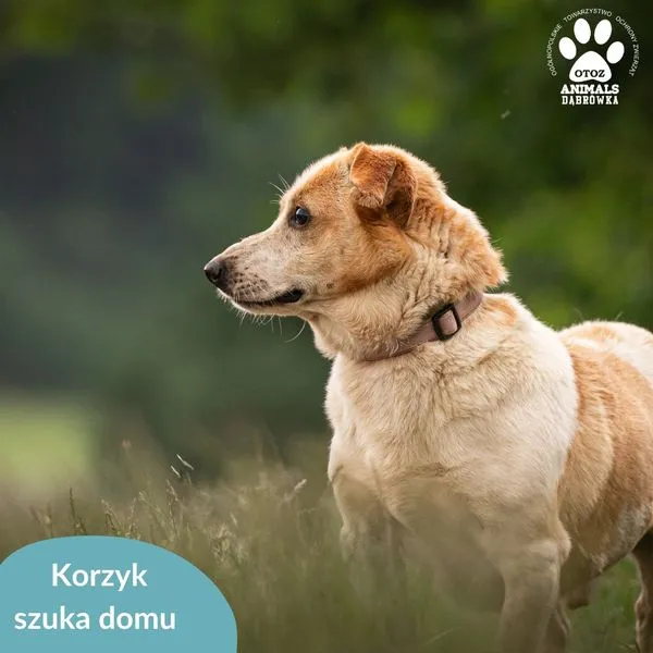 Pies do adopcji, Dąbrówka, 17 lipca 2024 (3/5)