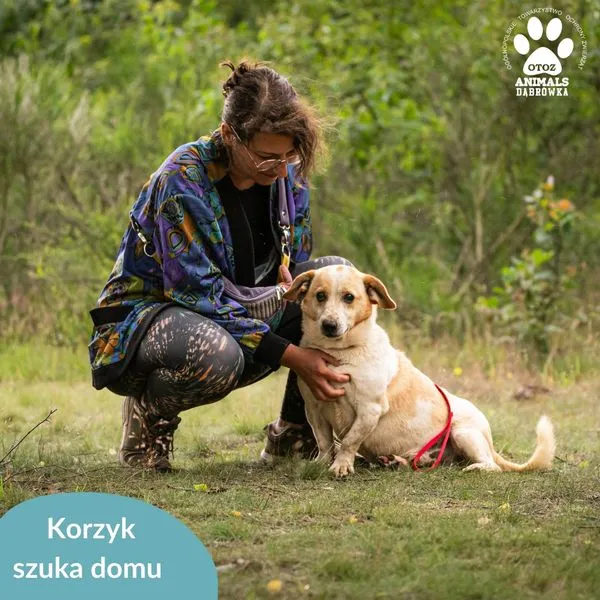 Pies do adopcji, Dąbrówka, 17 lipca 2024 (4/5)