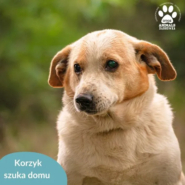 Pies do adopcji, Dąbrówka, 17 lipca 2024 (5/5)