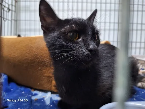 Kot do adopcji, Orzechowce, 16 lipca 2024 (1/4)