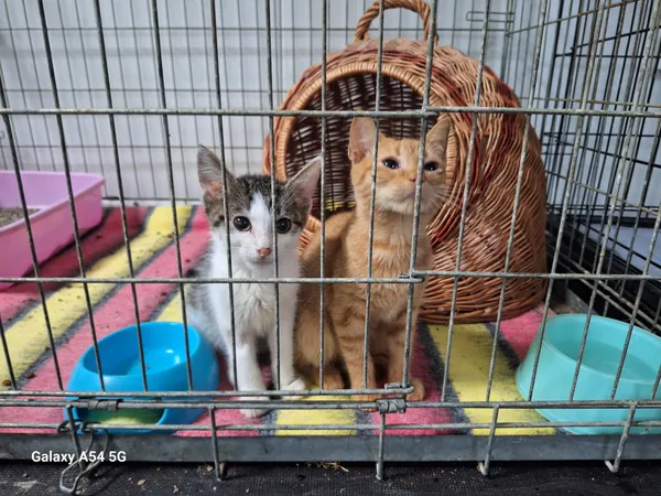 Kot do adopcji, Orzechowce, 16 lipca 2024 (3/3)