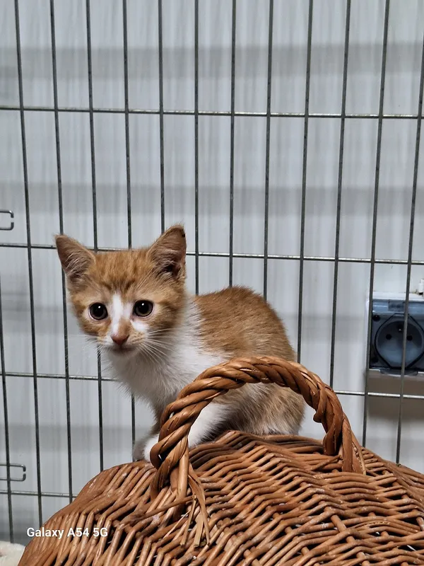 Kot do adopcji, Orzechowce, 16 lipca 2024