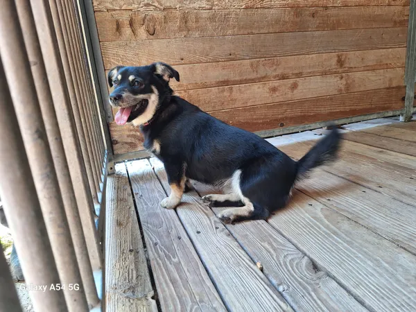 Pies do adopcji, Orzechowce, 16 lipca 2024 (1/2)