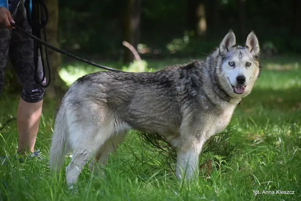 Znaleziono psa, Toruń, 30 maja 2024