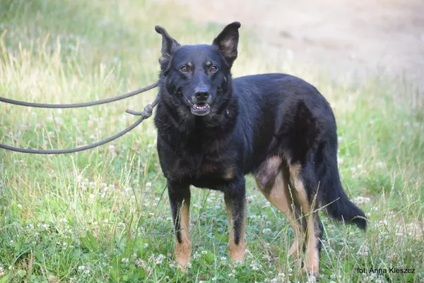 Znaleziono psa, Toruń, 20 czerwca 2024