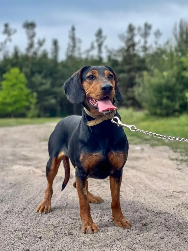 Pies do adopcji, Pieczyska, 17 lipca 2024 (5/5)