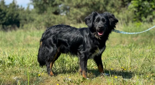 Pies do adopcji, Pieczyska, 16 lipca 2024 (1/5)